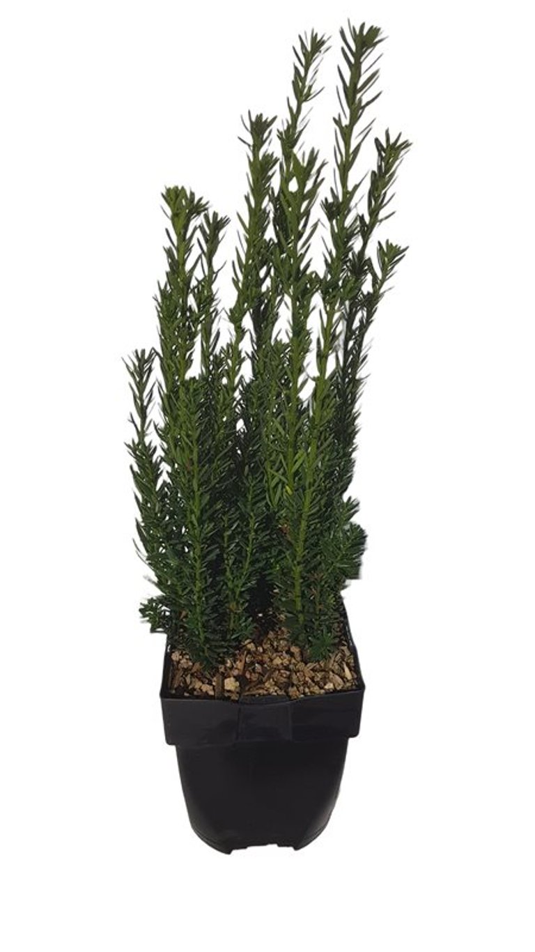 Taxus media 'Hillii' - C2 45-50 CM